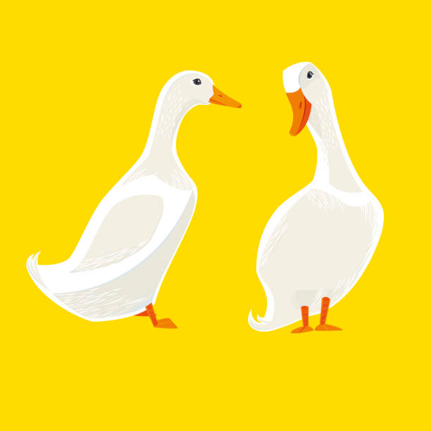 White Ducks vector art illustration