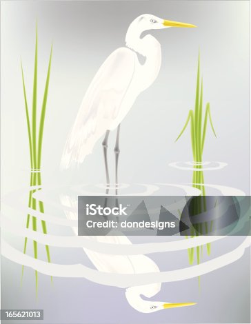 istock White Egret 165621013
