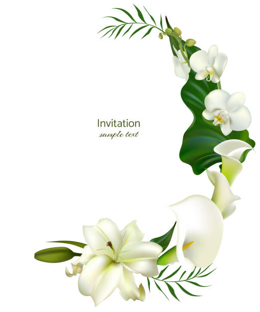 ilustraciones, imágenes clip art, dibujos animados e iconos de stock de flores blancas. fondo de flor. calla. lirios. orquideas. hojas de color verde. invitación de la boda. - alcaraz