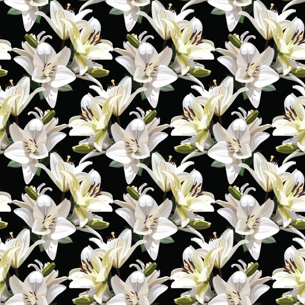 릴리 (마돈나 릴리)의 흰 꽃입니다. 원활한 검은 배경에 꽃 패턴입니다. - madonna stock illustrations