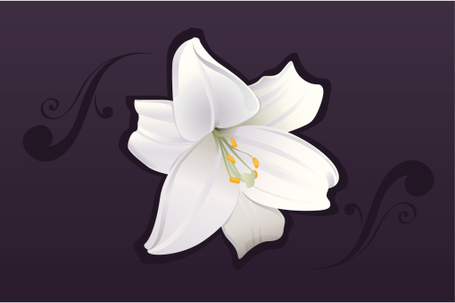 White lily blossom