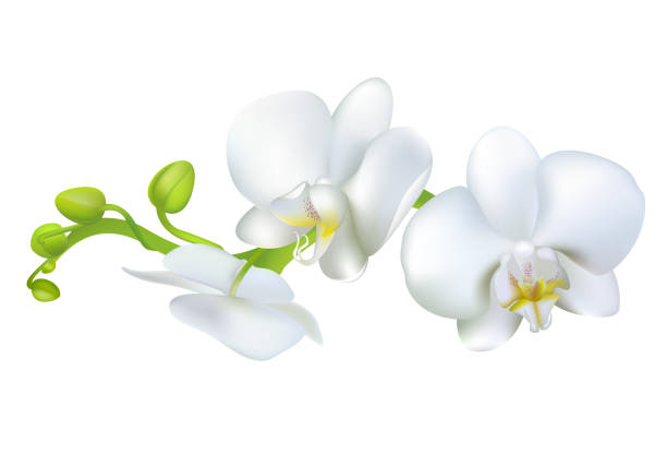 Best White Orchids Illustrations, Royalty-Free Vector Graphics & Clip ...