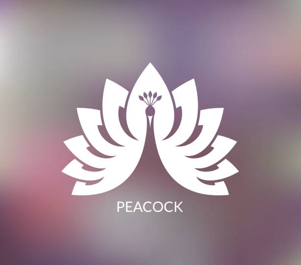 White peacock Vector illustration (EPS) peacock stock illustrations