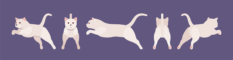 White pedigree cat jumping