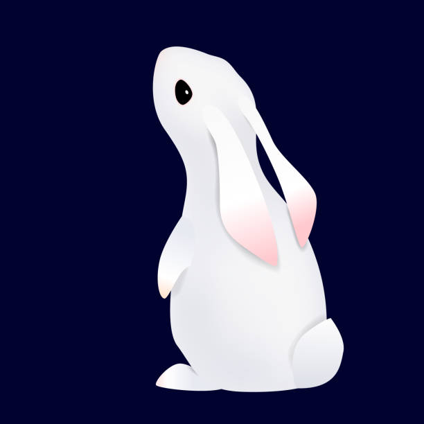 bildbanksillustrationer, clip art samt tecknat material och ikoner med vit kanin, kanin. - dwarf rabbit isolated