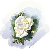 Watercolor style white rose. No gradient meshes. All layers clearly named