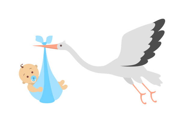 White stork flying with newborn baby. Child birth announcement. Greeting card vector art illustration