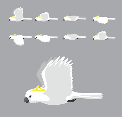 White Sulphur Crested Cockatoo Flying Animation Sequence Cartoon Vector