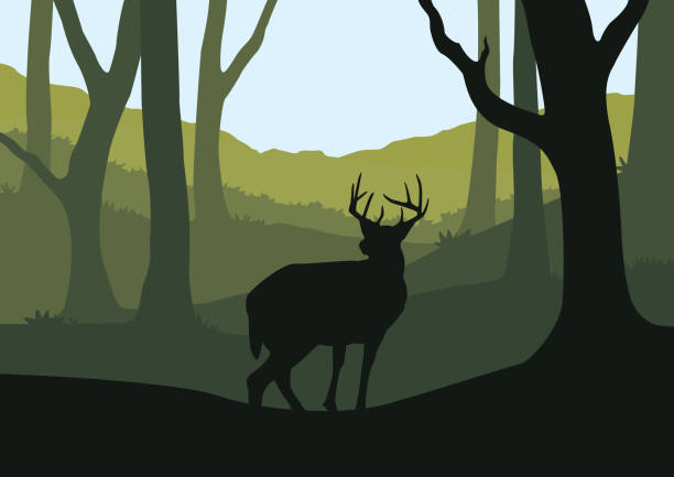 bildbanksillustrationer, clip art samt tecknat material och ikoner med whitetail buck deer emerging från tät skog - whitetail