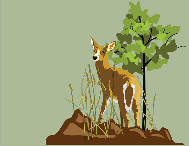 bildbanksillustrationer, clip art samt tecknat material och ikoner med whitetail deer - roe deer