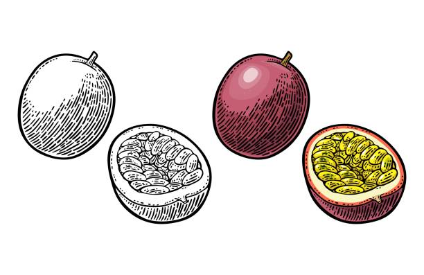 ilustrações de stock, clip art, desenhos animados e ícones de whole and half maracuya with seed. vector engraving - granadilla