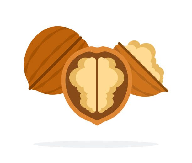 ilustrações de stock, clip art, desenhos animados e ícones de whole walnut and half of walnuts flat isolated - nozes