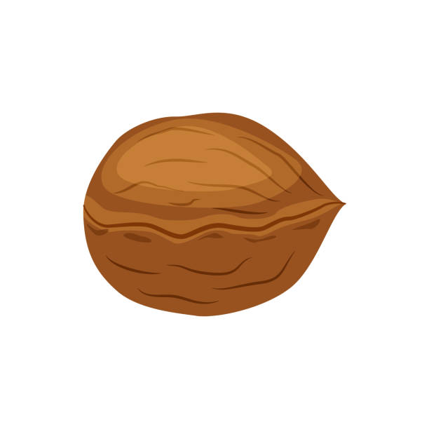 ilustrações de stock, clip art, desenhos animados e ícones de whole walnut vector illustration isolated on white background. nut vector - nozes