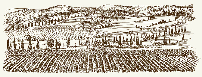 Wide view of vineyard. Vineyard landscape panorama.