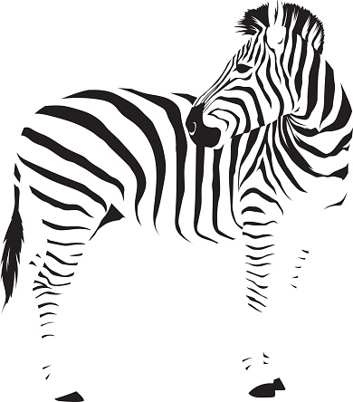Wild African Zebra