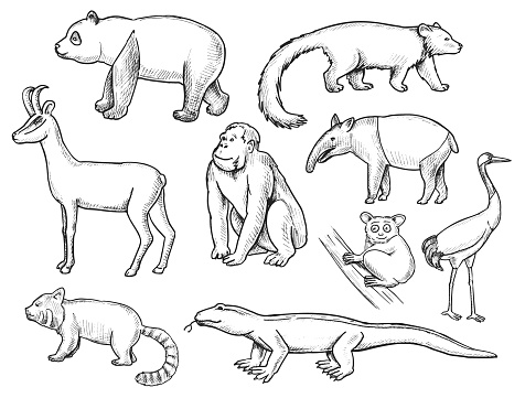 Wild Animals Doodle set