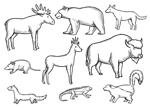 Wild Animals Doodle set
