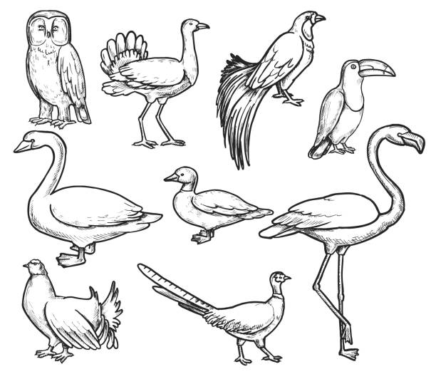 ilustrações de stock, clip art, desenhos animados e ícones de wild animals doodle set - grouse flying