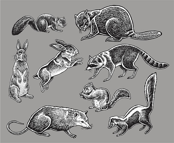Wild Animals - Squirrel, Rabbit, Skunk, Raccoon Pen and ink illustration of seven Wild Animals - Squirrel, Rabbit, Skunk, Raccoon, Opossum, Beaver. Check out my "Vectors Animals & Insects" light box for more. possum stock illustrations