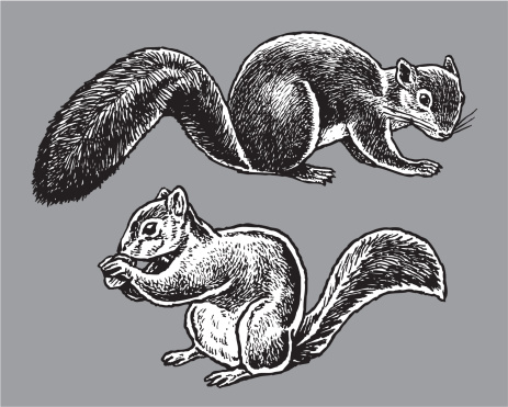 Wild Animals - Squirrels
