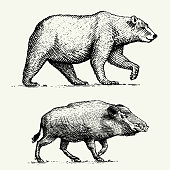 wild Bear grizzly and boar or pig engraved hand drawn in old sketch style, vintage animals.