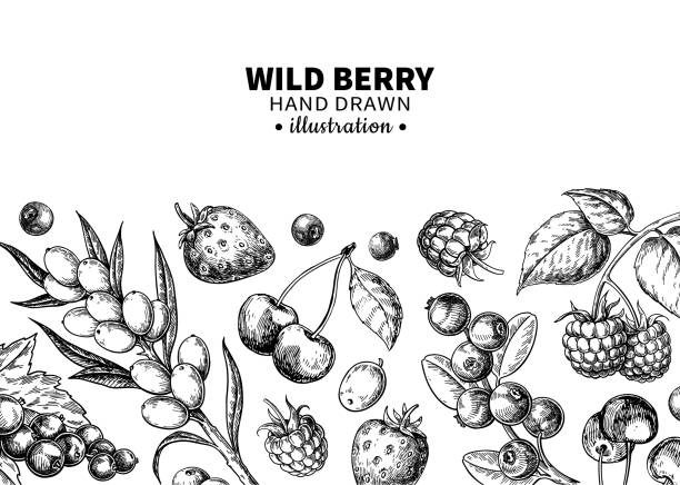 Wild berry drawing. Hand drawn vintage vector frame. Summer fruit set Wild berry drawing. Hand drawn vintage vector frame. Summer fruit set of strawberry, cranberry, currant, cherry, srawberry, blueberry. Detailed organic food template for menu,  jam label, tea banner blueberry illustrations stock illustrations
