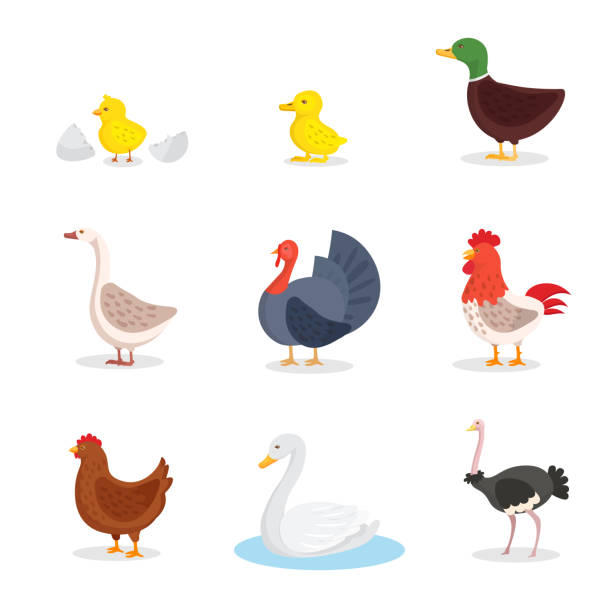 Wild birds and fowl flat illustrations set. Little yellow chick and...