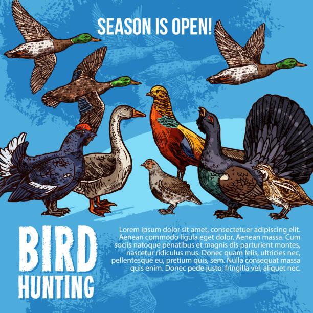 ilustrações de stock, clip art, desenhos animados e ícones de wild birds, hunting sport. vector sketch - grouse flying