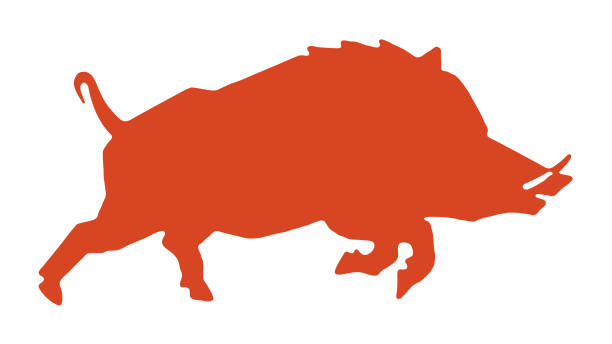 Wild Boar Wild Boar pig clipart stock illustrations