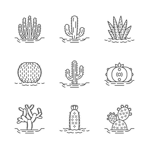 Wild cactuses on ground linear icons set Wild cactuses on ground linear icons set. Mexican tropical flora. Succulents. Spiny plants. Cacti collection. Thin line contour symbols. Isolated vector outline illustrations. Editable stroke cactus icons stock illustrations