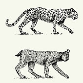 Wild cats set, leopard and Lynx engraved hand drawn in old sketch style, vintage animals.