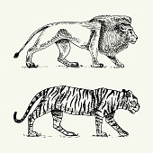 Wild cats set, lion and tiger engraved hand drawn in old sketch style, vintage animals.