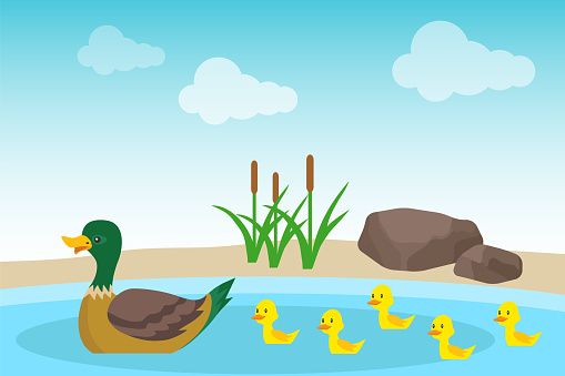 A wild duck with ducklings swims in a pond against a background of stones and green reeds. Illustration of a wild duck family. Vector, cartoon illustration. Vector.