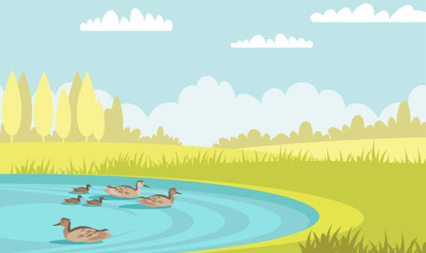 Wild ducks swim in pond flat vector illustration Wild ducks swim in pond flat vector illustration. Tranquil mallards with ducklings. Waterbird family in lake. Summer scenery green meadow with trees and poultry in water. Mother bird with babies duck pond stock illustrations