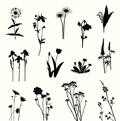 Wild Flowers Vector Silhouette Stock Illustration ...