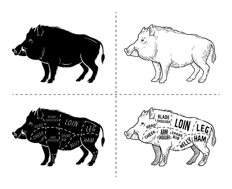 Wild hog, boar game meat cut diagram scheme - elements set on chalkboard