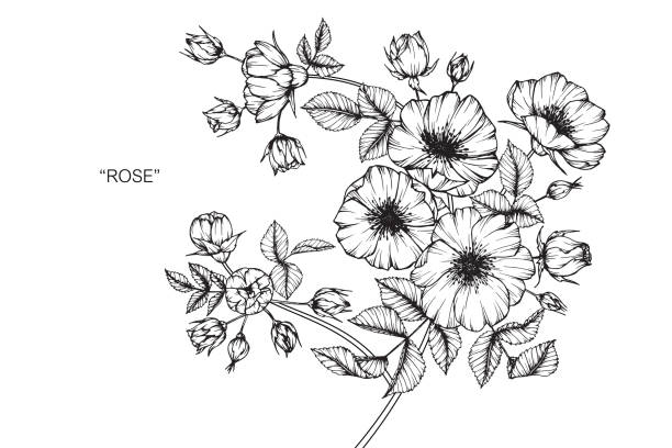 Wild rose flower drawing. Hand drawing and sketch Wild rose flower. Black and white with line art illustration. flowers tattoos stock illustrations