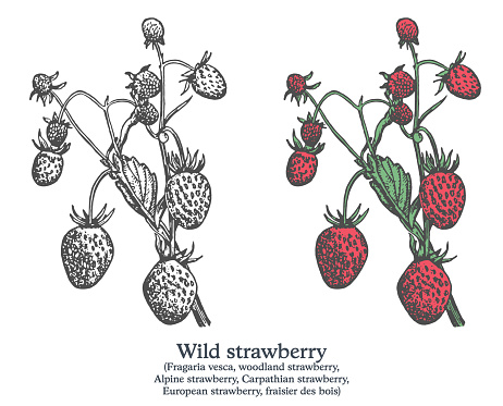 Wild strawberry. Colorful vector hand drawn plant. Vintage medicinal sketch