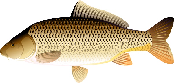 Wild_common_carp_fish_isolated_illustration