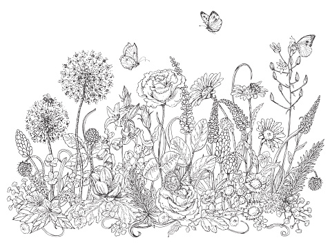 Hand drawn line illustration with wildflowers and insects. Black and white doodle wild flowers, bees and butterflies for coloring. Floral elements for decoration. Vector sketch.