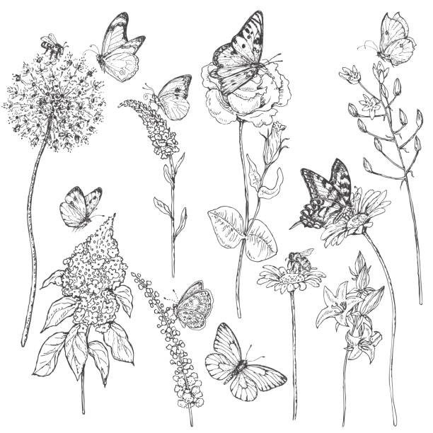 Wildflowers  and insects sketch Set of monochrome  flying and sitting insects near the flowers. Black and white doodle floral elements. Vector sketch. bee drawings stock illustrations