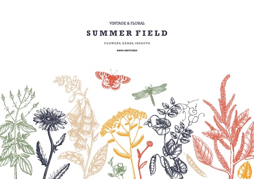 Summer wild flowers background. Floral card or invitation design. Hand drawn herbs, weeds and meadows. Vintage flowers with insects drawings. Vector template with botanical elements. Outlines
