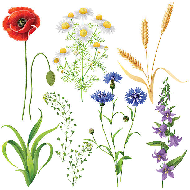 Wildflowers  Set Wildflowers set. Poppy, cornflowers, chamomile, bluebell,   wheat ears and  grass  isolated on white. wildflower stock illustrations