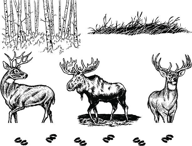 Wildlife Elements A collection of hand-drawn wildlife elements in black and white.  moose stock illustrations