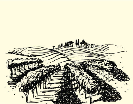 Wine & Grape illustration.