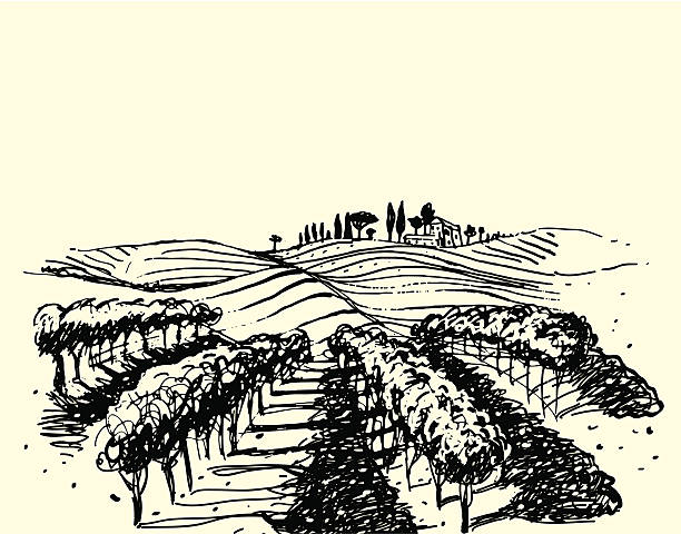 Wine & Grape illustration. Vector hand drawn picture. Rural landscape with vineyard in the foreground. italy illustrations stock illustrations