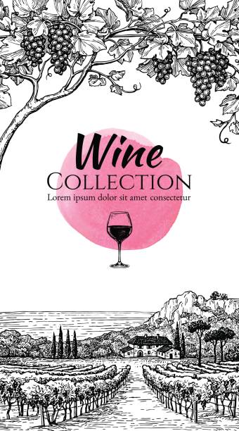 illustrations, cliparts, dessins animés et icônes de modèle de conception de carte des vins. - vigne gravure