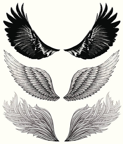 Wing Drawings Pencil and marker drawings of wings.Hi res jpeg included.More works like this linked below. animal limb stock illustrations