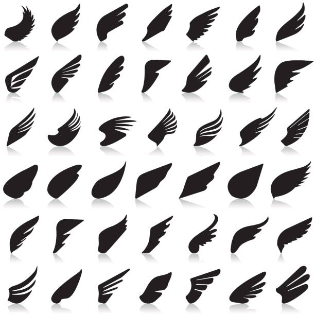 날개 벡터 아이콘 세트 - 동물 날개 stock illustrations