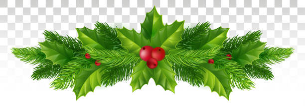 Winter Festive decor of Christmas tree branches and holly leaves with red berries. Vector illustration. Eps 10. Christmas tree , holly, fir and pine branches with red berry, Winter holiday decoration, New Year label design. on a transparent background. Vector illustration. Eps 10. christmas clipart stock illustrations